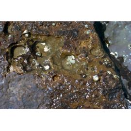 Bembicium nanum, Jervis Bay, 1973
