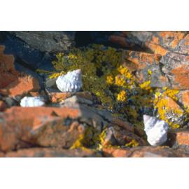 Nodilittorina pyramidalis, Diamond Head, 1982