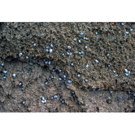 Nodilittorina unfasciata, Flinders Island, 1981