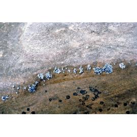 Nodilittorina unfasciata