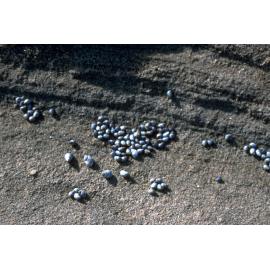 Nodilittorina unfasciata