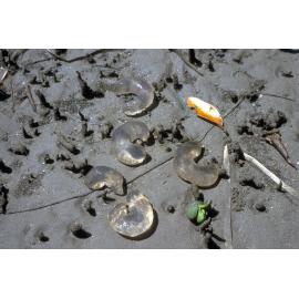 Egg Mass of Polinices, Bayview, 1985