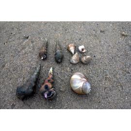 Thalotia comtesse, Pyrazus ebeninus, Conuber sordidus, Careel Bay, 1985