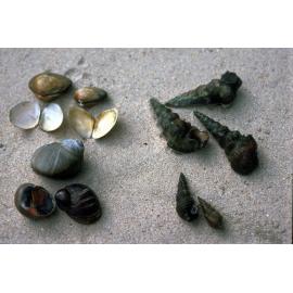 Estuarine Shells, Careel Bay, c1986