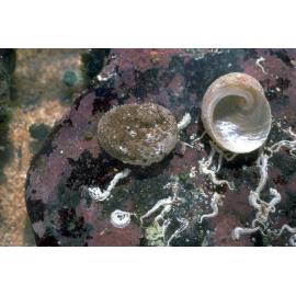 Granata imbricata, Collaroy, 1986