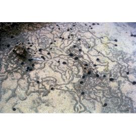 Nerita atramentosa and its tracks, Lord Howe Island, 1974
