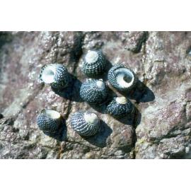 Austrocochlea concamerata, Freshwater, 1986