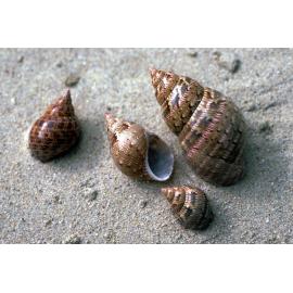 Phasianella ventriocosa and Phasianella australis, Lorne, c1986