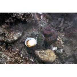 Turbo cepoides, Lord Howe Island, 1974