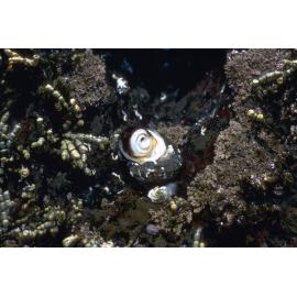 Ninella torquata, Jervis Bay, 1973