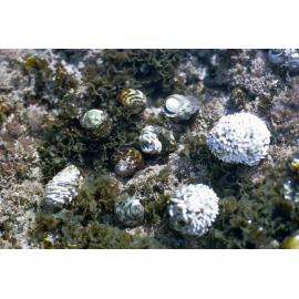 Turbo undulata, Jervis Bay, 1973