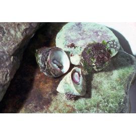 Astralium tentoriformis, Newport, 1978