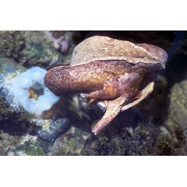 Cymbiola magnifica, Minnie Water, 1978