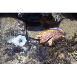 Cymbiola magnifica laying eggs, Minnie Water, 1978