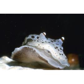 Euselenops luniceps