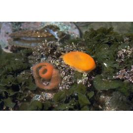 Berthellina citrina and Egg Ribbon, Newport, 1985