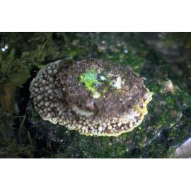 Umbraculum sinicum, Collaroy, 1987
