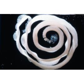 Nudibranch Egg Coil