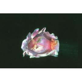 Sagaminopteron ornatum, Heron Island, 1965