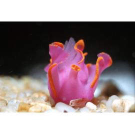 Sagaminopteron ornatum, Heron Island, 1964