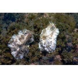 Dolabrifera dolabrifera, Minnie Water, 1979