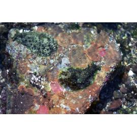 Dolabrifera dolabrifera, Collaroy, 1978