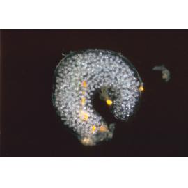 Fiona pinnata Egg Capsules, 1964
