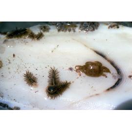 Fiona pinnata with Crab on Cuttlebone