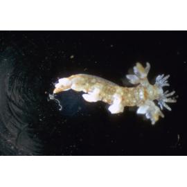 Bornella digitata, 1967