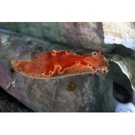 Ceratosoma brevicaudatum, Gracetown, 1986
