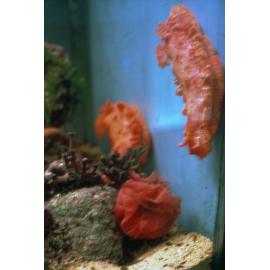 Hexabranchus sanguineus and Egg Ribbon, Lord Howe Island, 1983