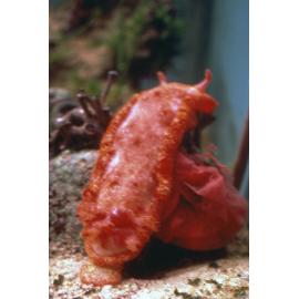 Hexabranchus sanguineus, Lord Howe Island, 1983