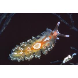 Aeolidiella foulisi, Balmain, 1966