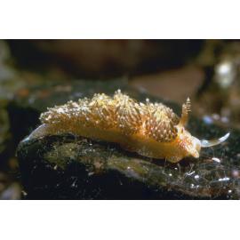 Austraeolis ornata, Collaroy, 1964