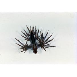 Glaucilla marginata, Sydney, 1963