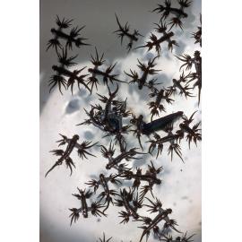 Glaucus