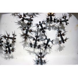 Glaucus atlanticus, Cronulla, 1962