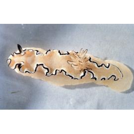 Glossodoris atromarginata
