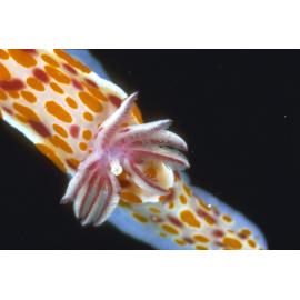 Chromodoris showing naked gills up close, 1965
