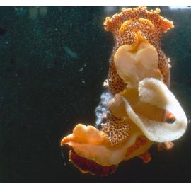 Plocamopherus imperialis, 1965
