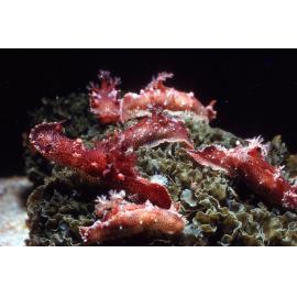 Plocamopherus imperialis, Watsons Bay, 1965