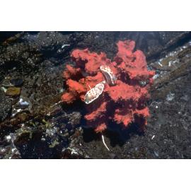 Chromodoris splendida, Jervis Bay, 1973