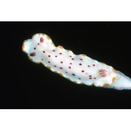 Chromodoris splendida