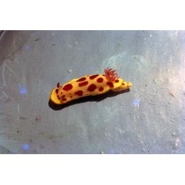 Chromodoris splendida, Jervis Bay, 1973