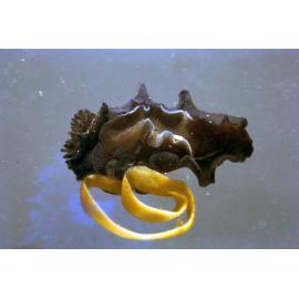 Dendrodoris nigra with Egg Ribbon