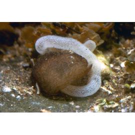 Pleurobranchus species with Egg Mass