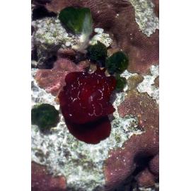 Pleurobranchus, Heron Island, 1981