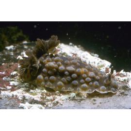 Dendrodoris denisoni, Watsons Bay
