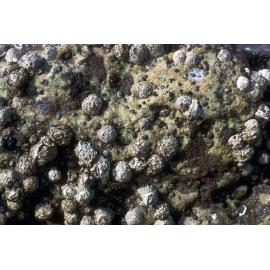 Barnacles and Juvenile Limpets, Cape Banks, 1969