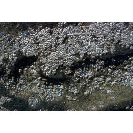 Chamaesipho tasmanica, Freshwater, 1979